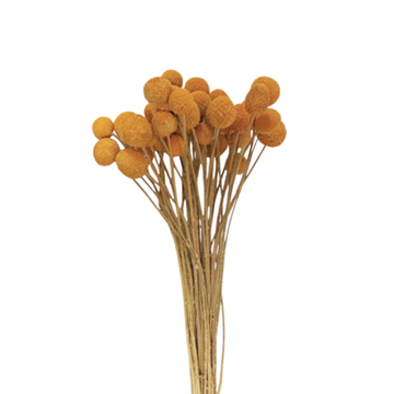 Tørret gule trommestikker bundt med ca. 40 stk.